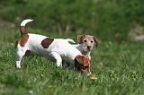 JACK RUSSEL 069